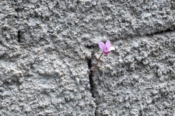 ciclamino che spunta da un muro di cemento