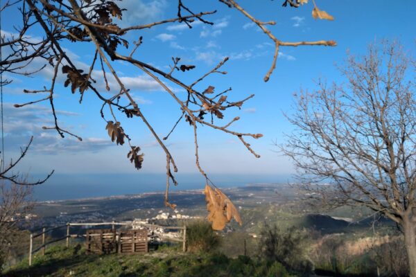 ramo di quercia tra foglie secche e gemme nuove, verso il belvedere del Monastero S. Agostino (Rossano)