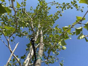 irrigazione del nostro ginkgo biloba