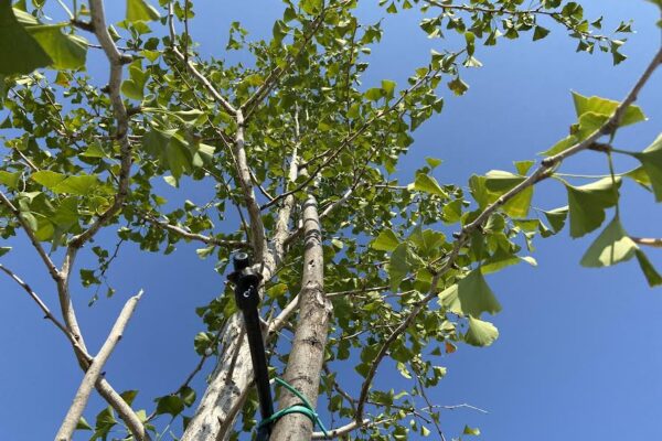 irrigazione del nostro ginkgo biloba